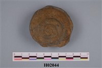 藏品(絹輟殼螺類)的圖片